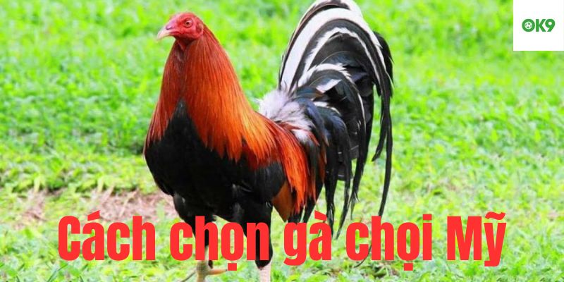 Bật mí bí kíp chọn gà chọi Mỹ của sư kê chuyên nghiệp