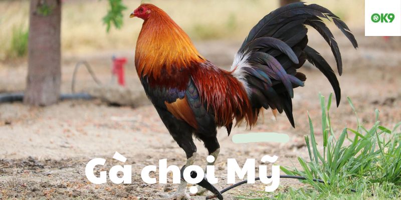 Hé lộ đặc điểm của một chú gà chọi Mỹ khỏe mạnh tại OK9